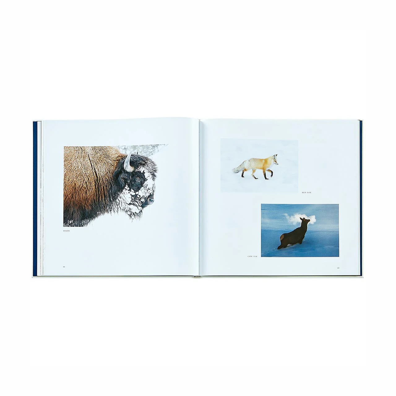 Yellowstone: A Land of Wild and Wonder Leather Bound Edition - Image 5
